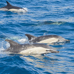 florida-dolphins