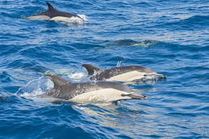 florida-dolphins